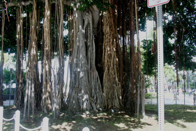 Banyan Tree