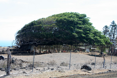The prevailing winds are pretty constant and pretty strong here. The trunk of the tree is by the shed on the right. Windblown Tree