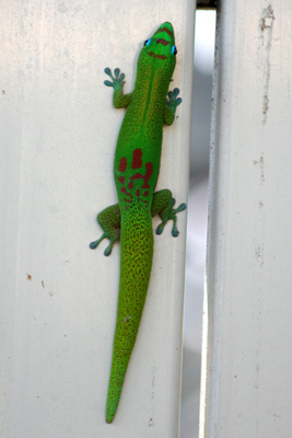 Gecko