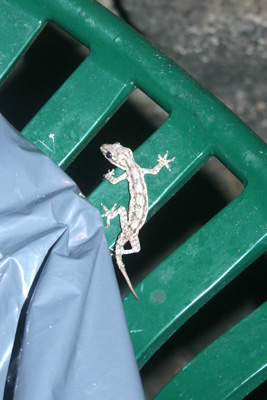 I don't think it's a gecko, but I'm no expert. Lizard