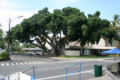 Another Banyan Tree